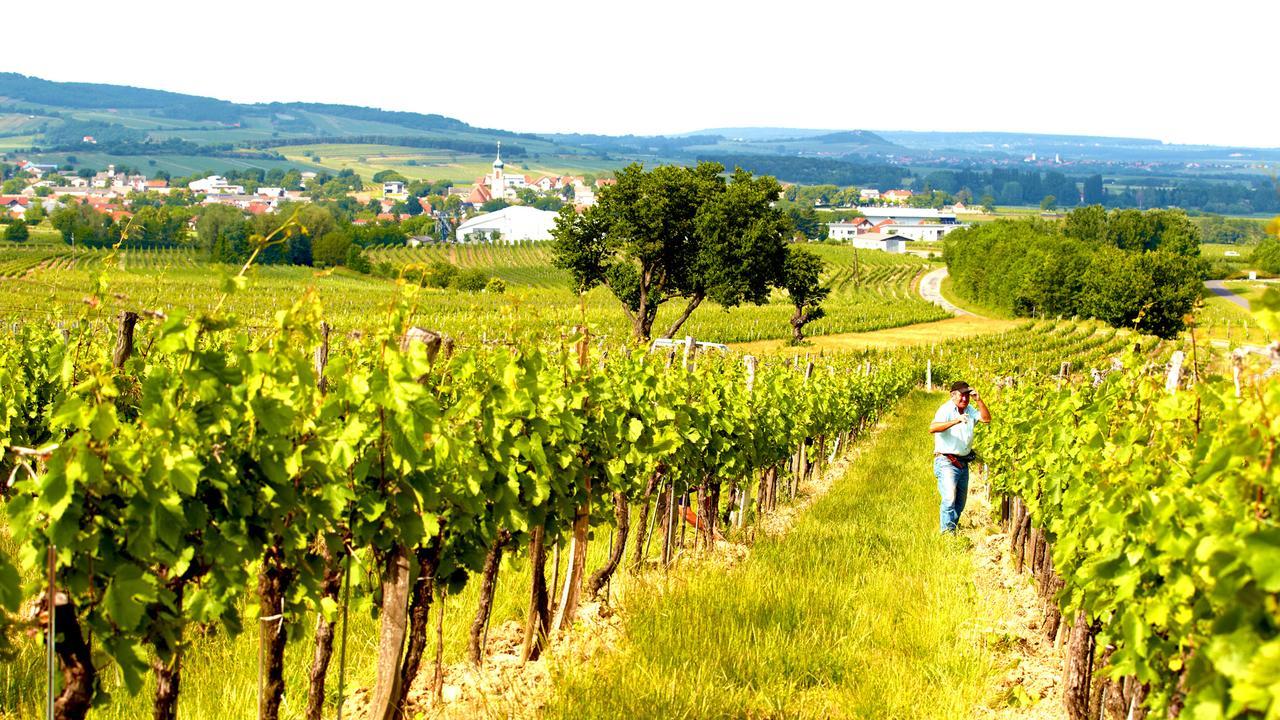 Iby-Lehrner Wein-Gut Und Wein-Traeumerei Horitschon Luaran gambar